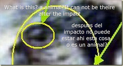 impacto y animal_3 impacto y animal_3